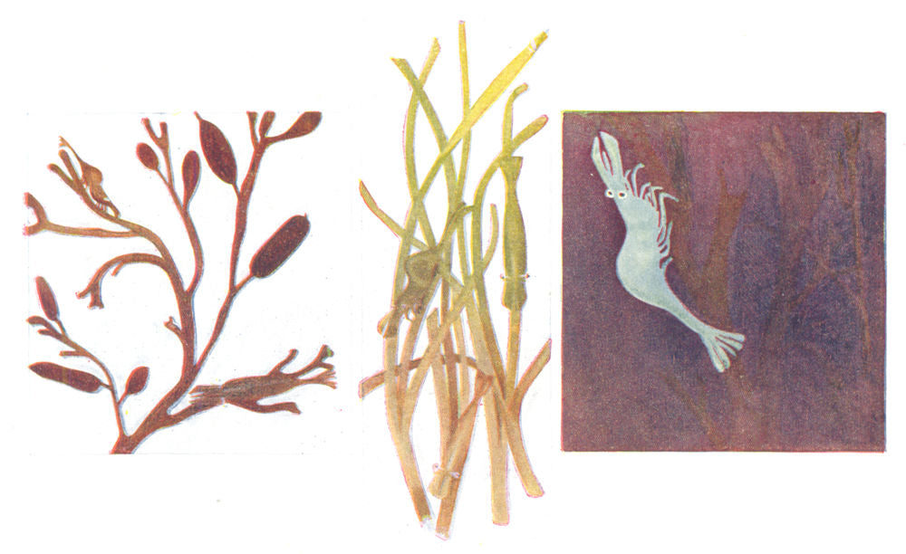 FISH. Colour change in Aesop Prawn (Hippolyte Varians)  1936 old vintage print